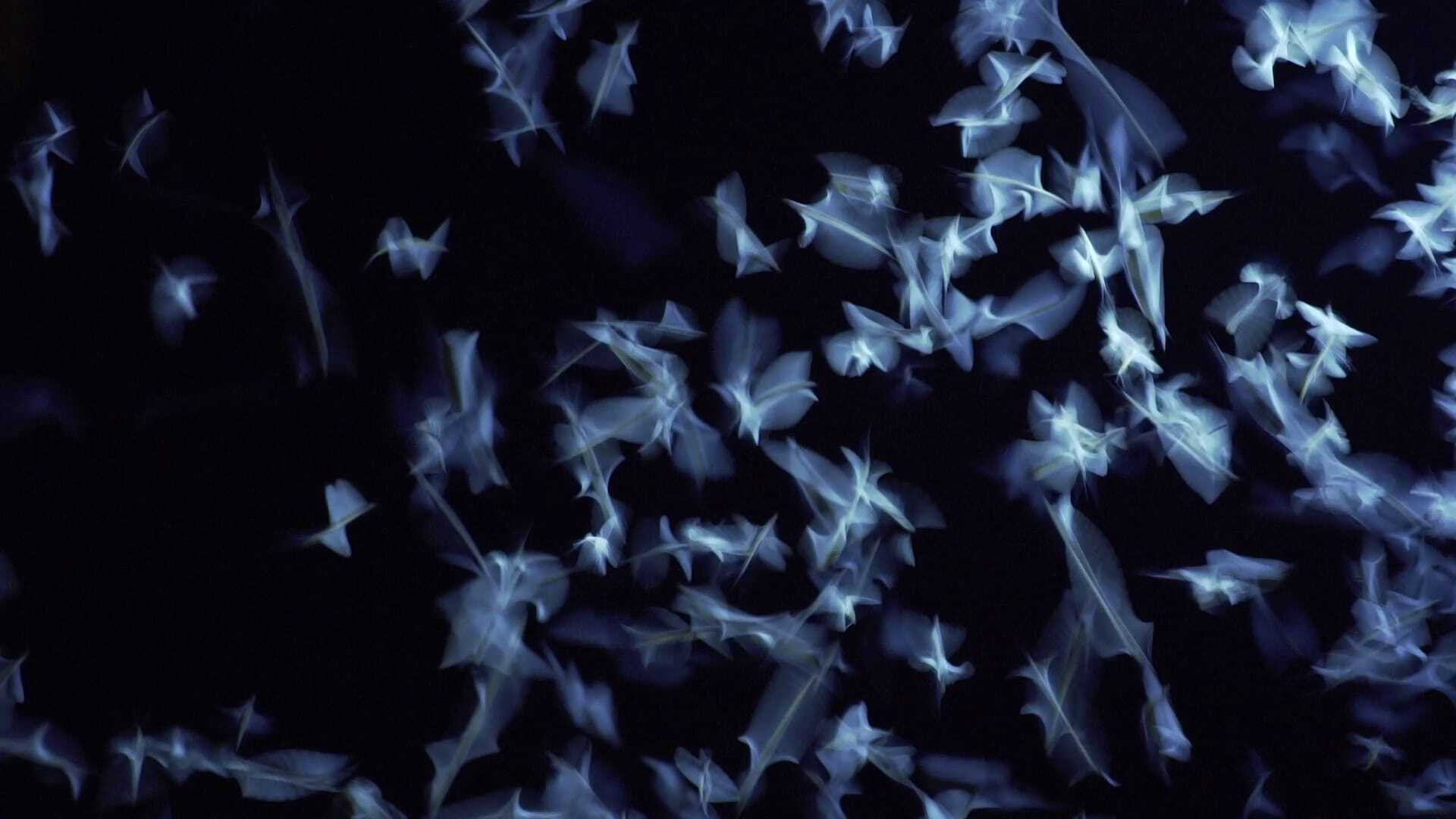 Backdrop