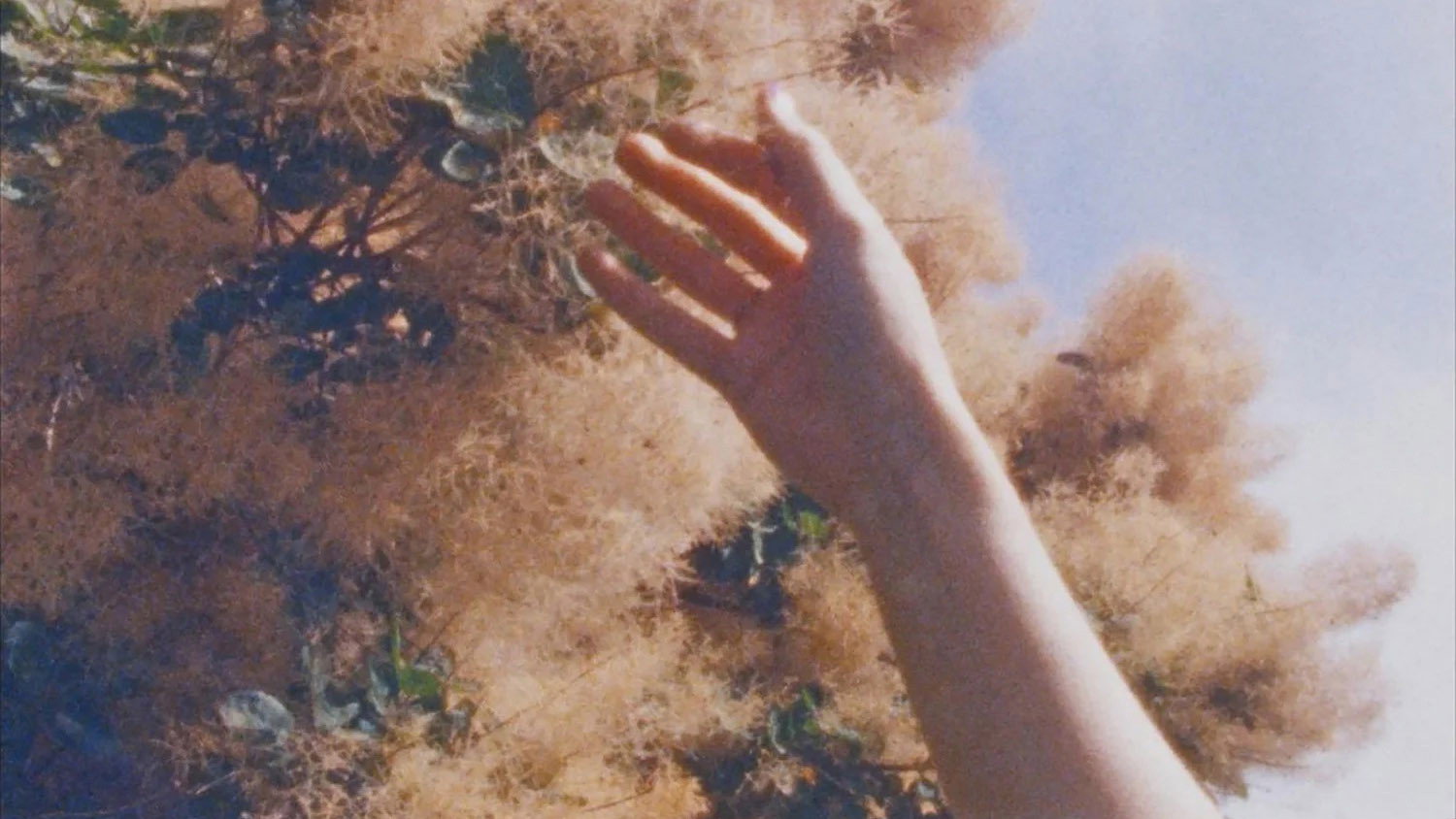 Backdrop
