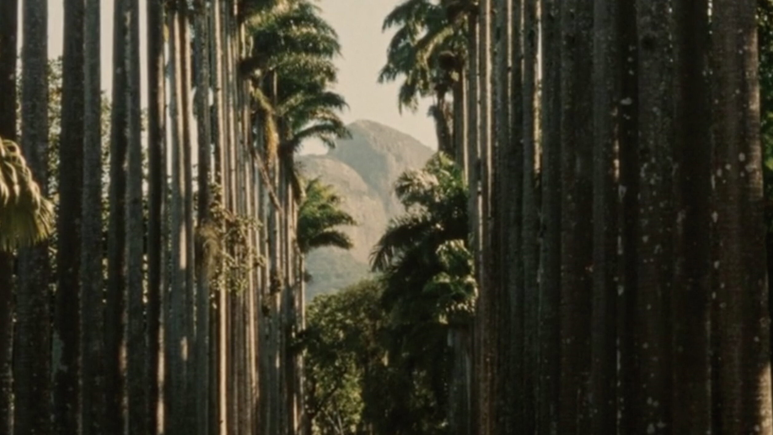 Backdrop