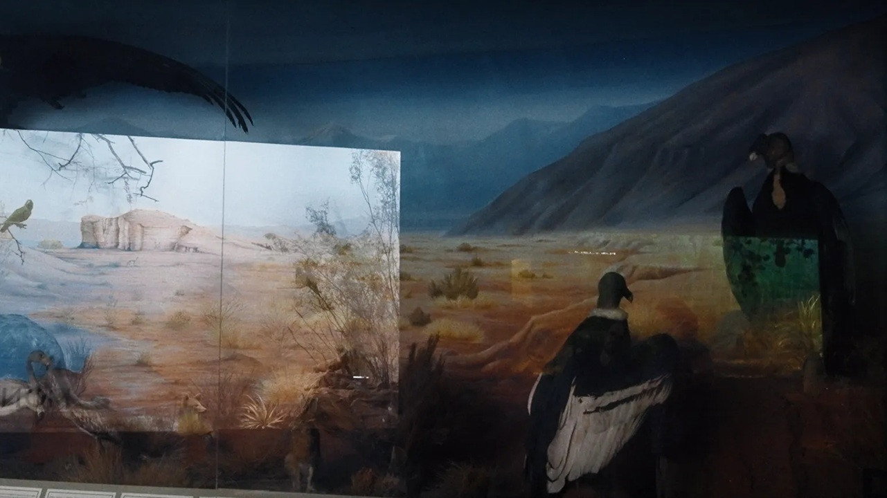 Backdrop