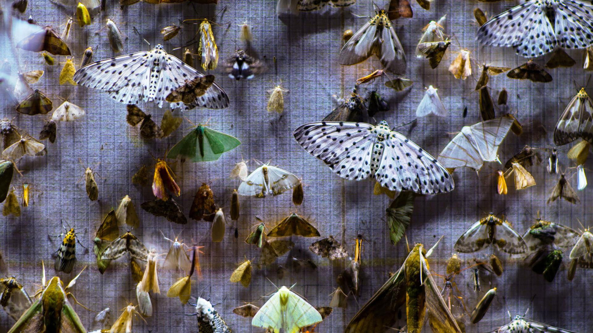 Backdrop