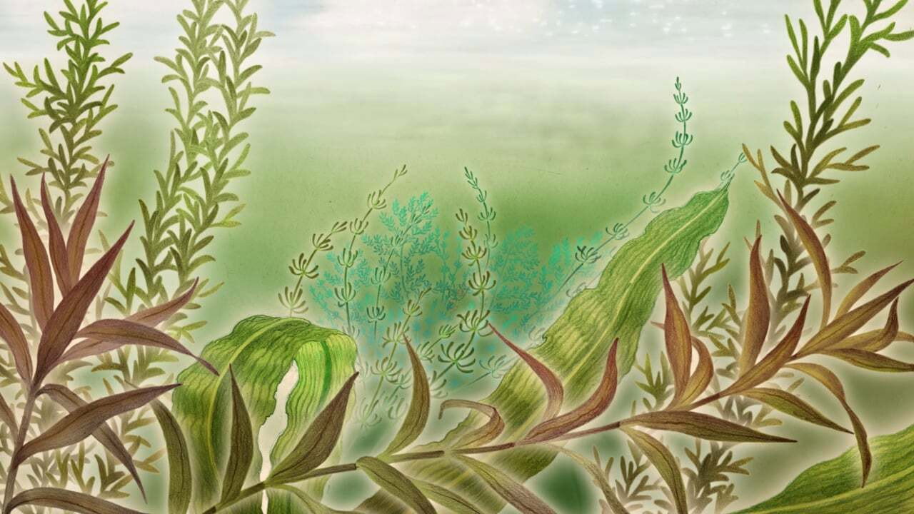 Backdrop