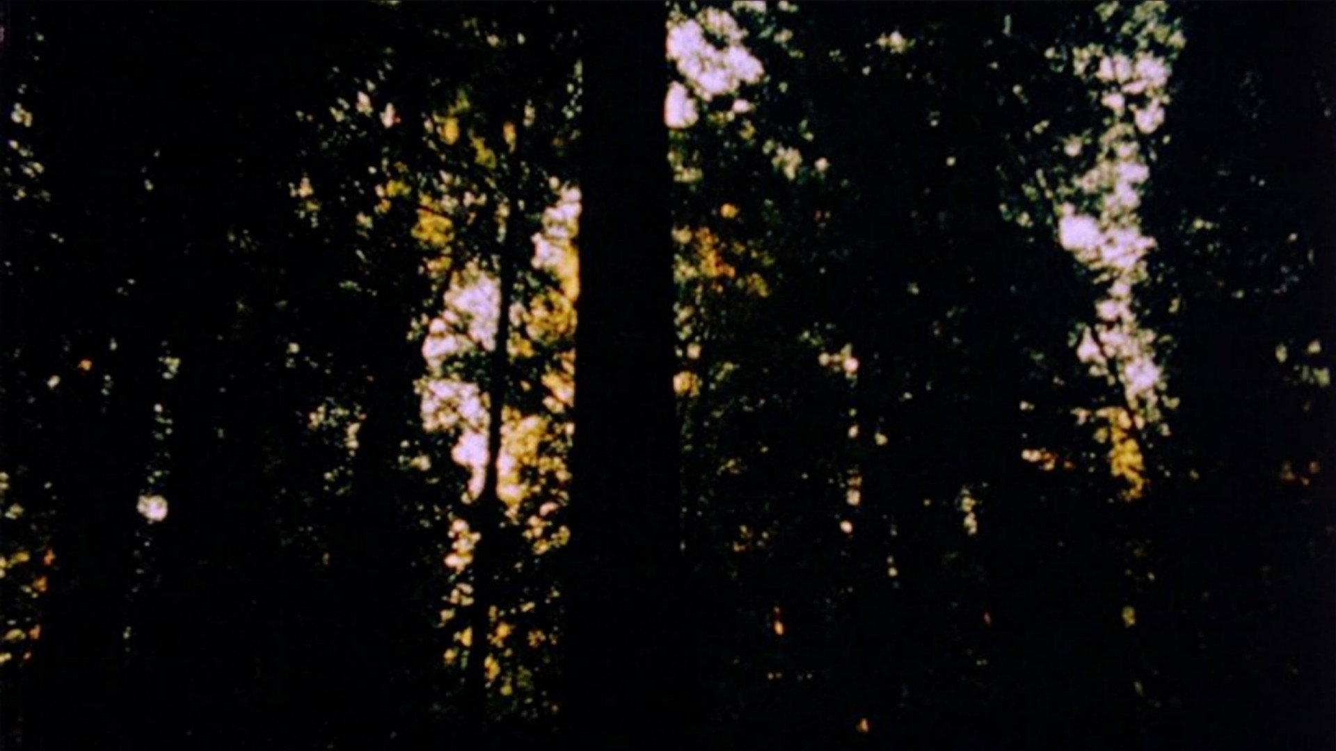 Backdrop