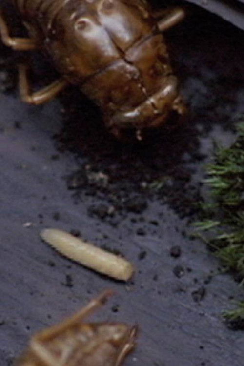 十七個の空間と 一匹のウジ虫で 構成された作品