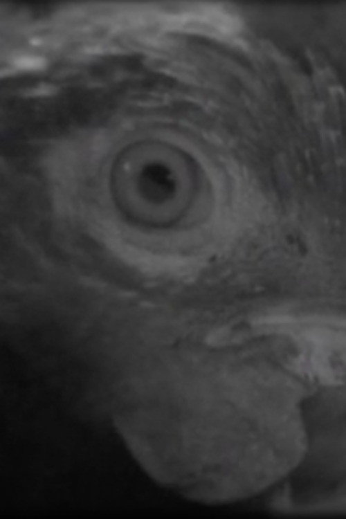 Ojo de pez
