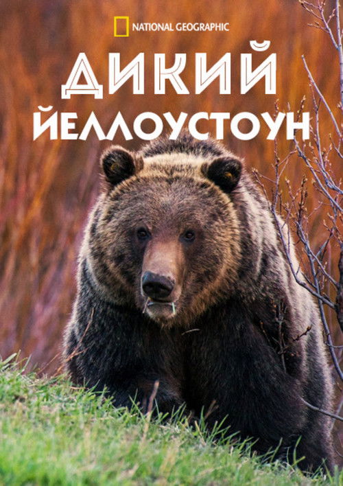 Дикий Йеллоустоун