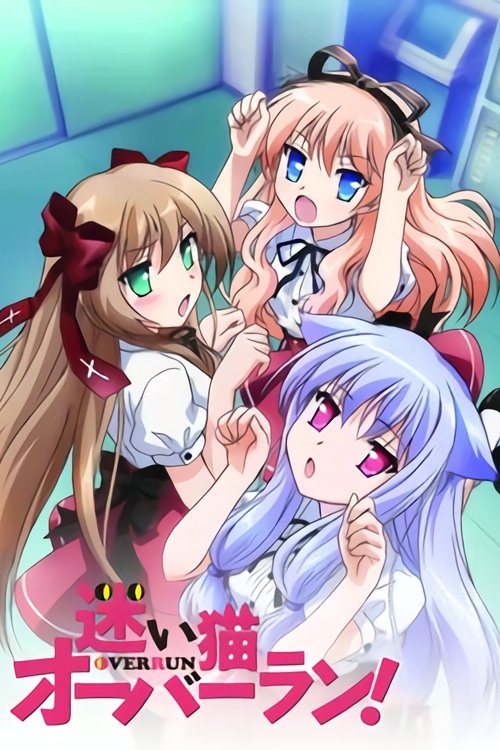 Нашествие бродячих кошек!