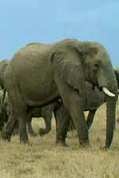 Вода и оган