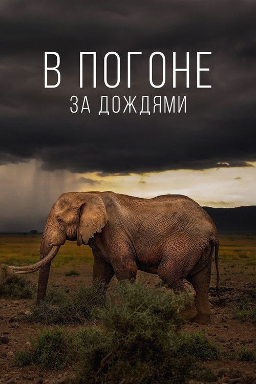 В погоне за дождями
