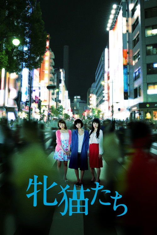 Кошачий рассвет