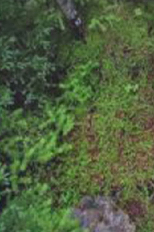 Spots of Memory: what I remembered during one month away after six years on Blast Hole Pond Road, Newfoundland 2008