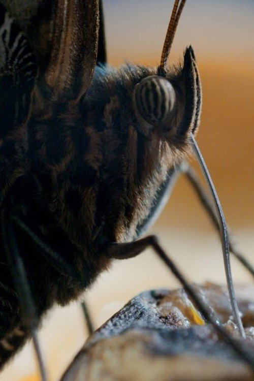 Vienas gyvenimas
