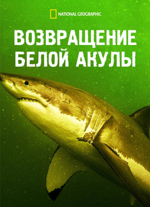 Возвращение белой акулы
