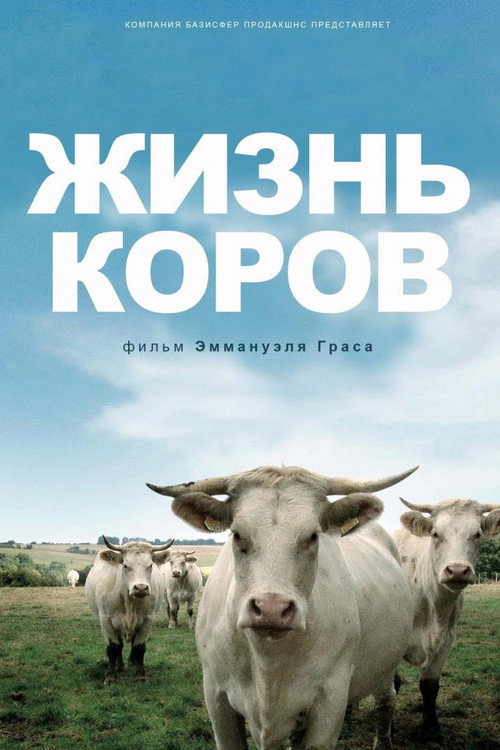 Жизнь коров