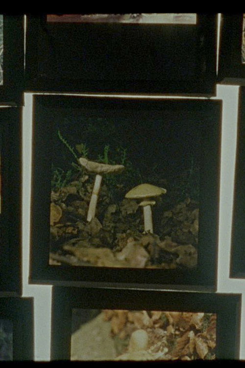 그림자-숲