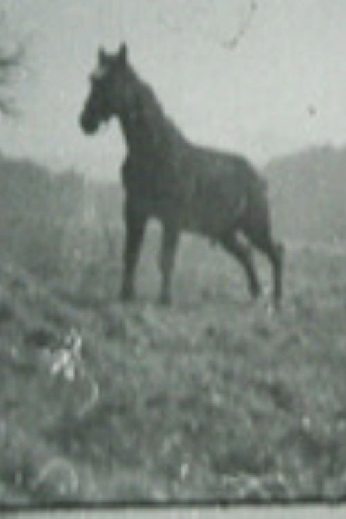 Golan