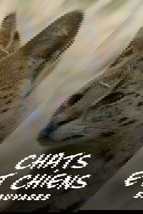 Chats et chiens sauvages
